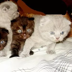 Продам шотландских веслоухих котят шоколадного и голубого окраса.