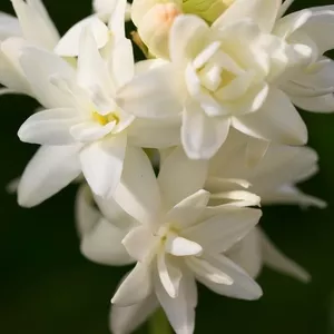 Тубероза-луковичное.цветок с французским ароматом.луковицы с детками
