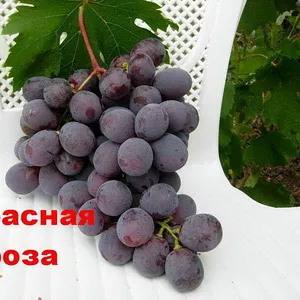 виноград, : саженцы  в херсонской области