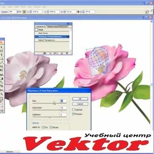 Курс Illustrator. Учебный центр «Vektor». Обучение.