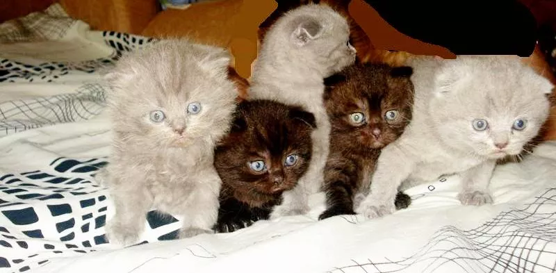 Продам шотландских веслоухих котят шоколадного и голубого окраса.