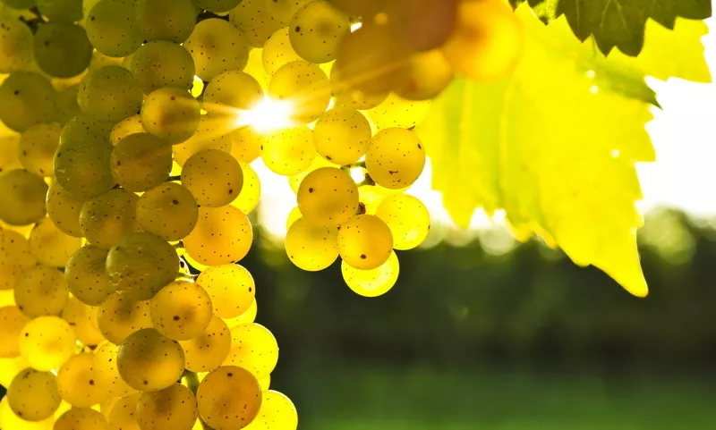 виноград, : саженцы  в херсонской области 2