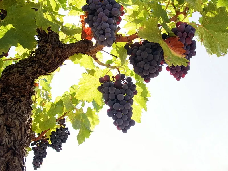 виноград, : саженцы  в херсонской области 3