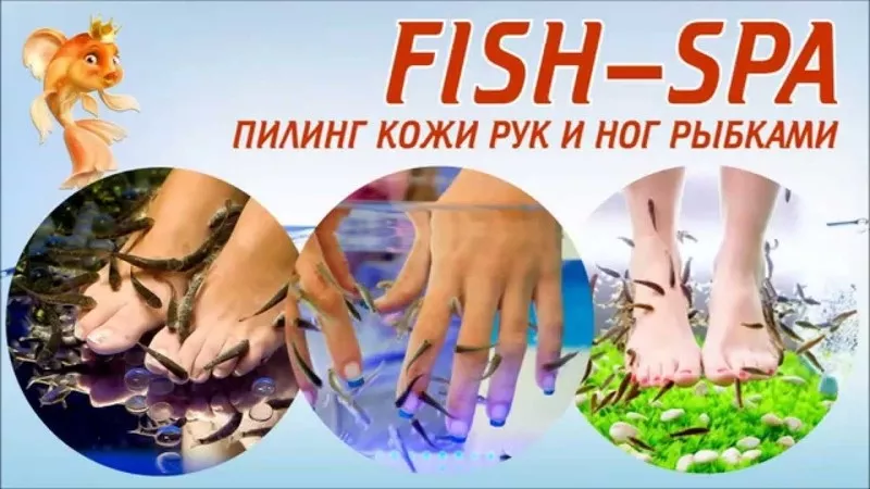 Услуги Фиш Спа (массаж ног и рук рыбками гарра-руфа) 3