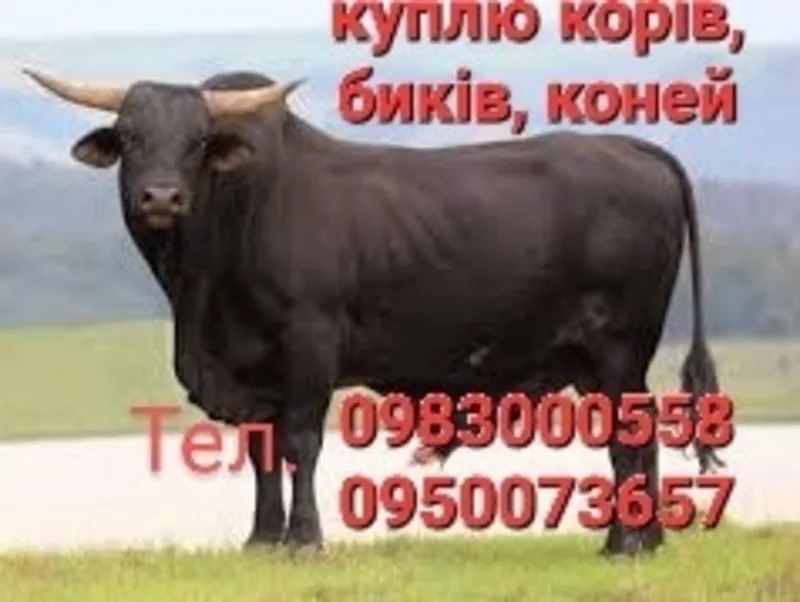 куплю корів,  биків,  коней,  свиней