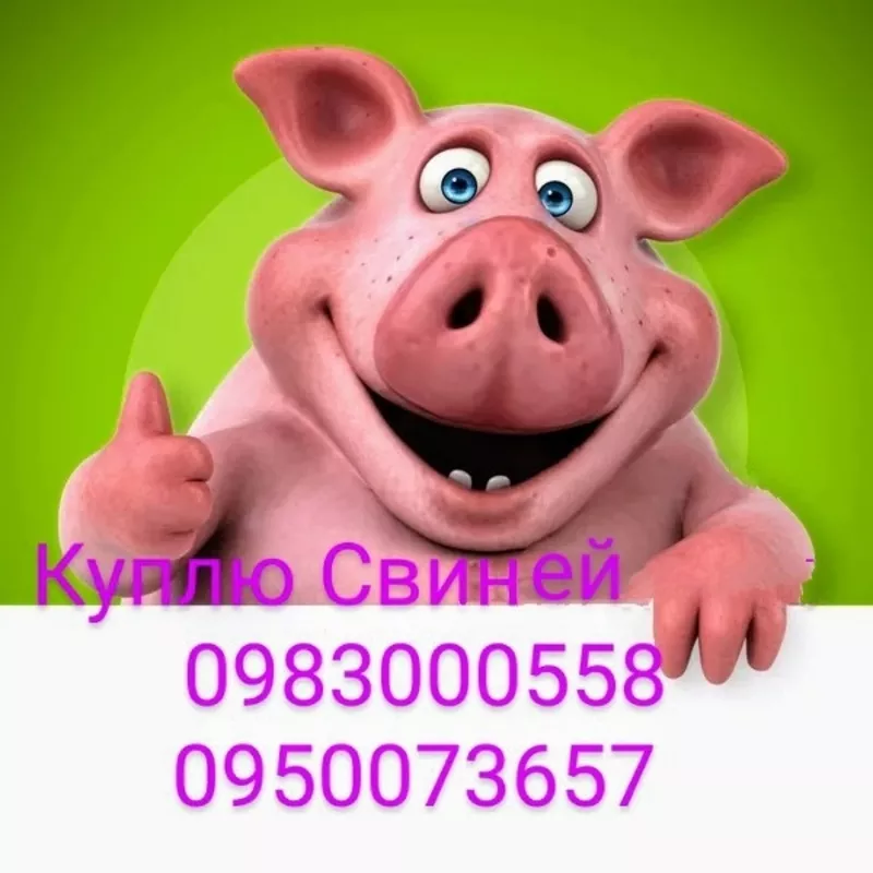 куплю корів,  биків,  коней,  свиней 2